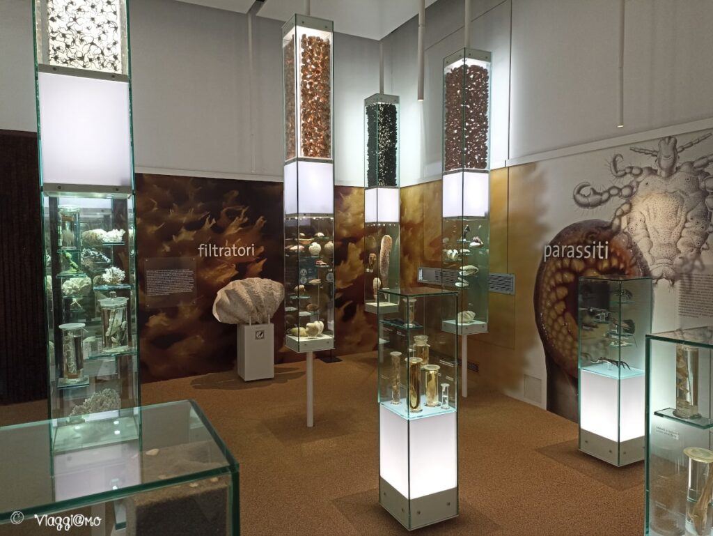 Museo Storia Naturale - Strategie della Vita