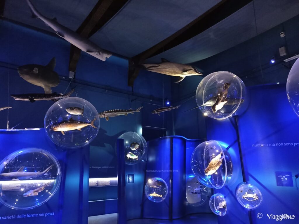Pesci al Museo di Storia Naturale