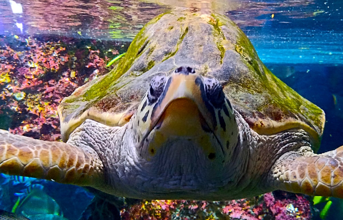 Visitare Genova con bambini