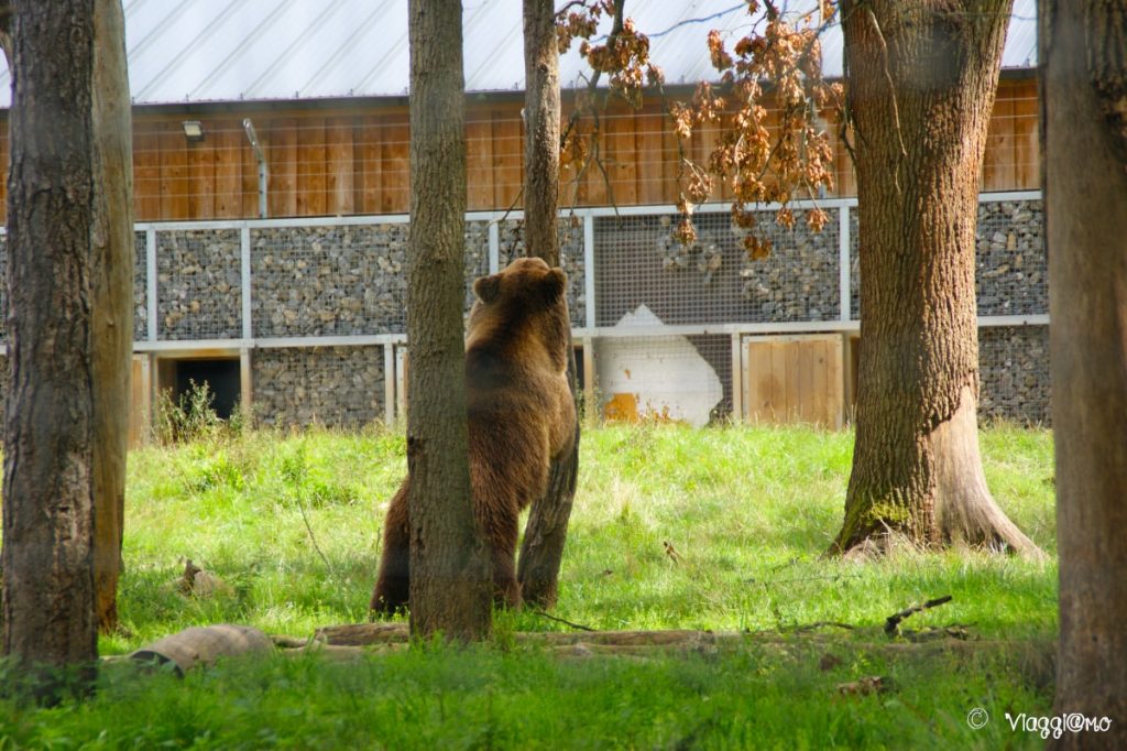 Orso Bruno