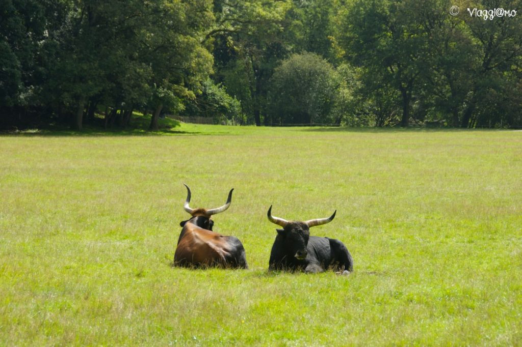 Parco Animali